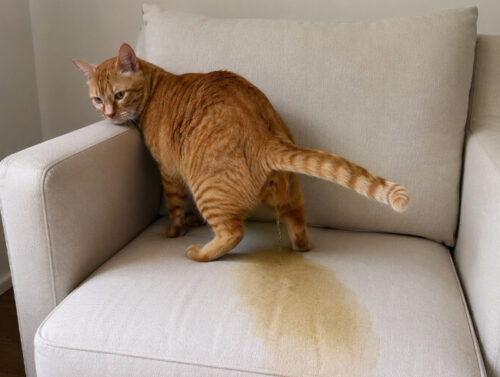 Lo que nadie te cuenta sobre la orina de gato en sillones y sofás